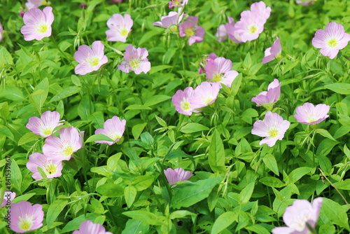 庭に茂るピンクのツキミソウ