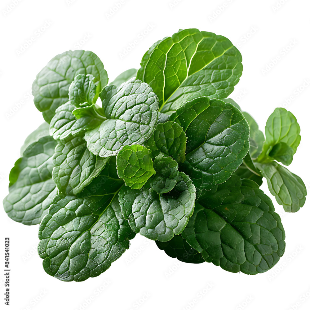 fresh mint leaves isolated fresh mint leaves isolated