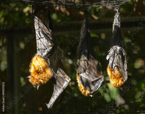 Grey-headed flying fox - Pteropus poliocephalus photo