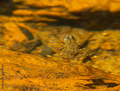 Skittering frog - Euphlyctis cyanophlyctis