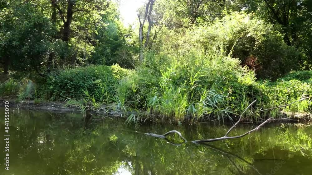 Muddy water of a small river. Coast thickets with reed, bushes and trees Muddy water of a small river. Coast thickets with reed, bushes and trees