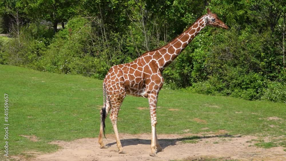 Rectangular Giraffe Reticulated giraffe (Giraffa camelopardalis reticulata), also known as ...