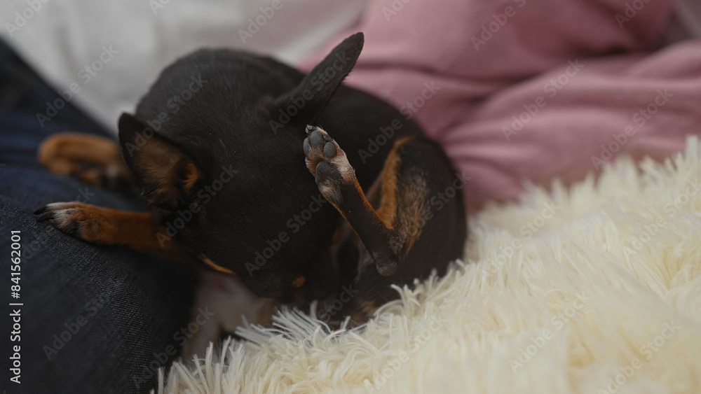 A chihuahua dog is comfortably nestled indoors in a living room, showcasing a scene of cozy home life, with the man gently holding the pet in his hands. A chihuahua dog is comfortably nestled indoors in a living room, showcasing a scene of cozy home life, with the man gently holding the pet in his hands.