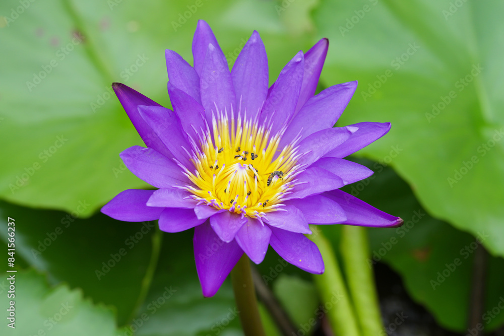 purple water lily blooming in the garden purple water lily blooming in the garden