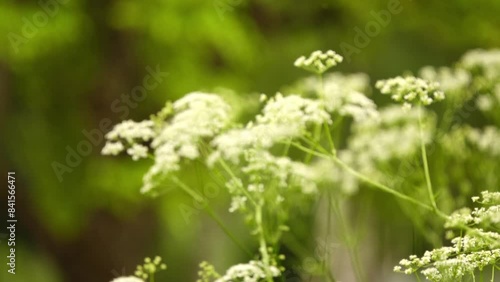 Translation of Focus: Pimpinella saxifraga, known as burnet-saxifrage, solidstem burnet saxifrage, lesser burnet is plant species in family Apiaceae, native of British Isles and Europe and Asia. photo
