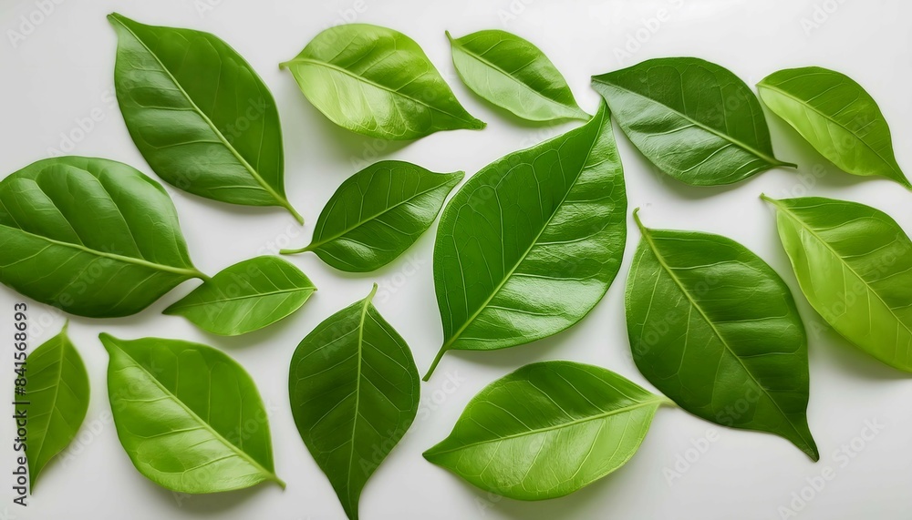 Green Leaves Arranged in a Circle Green Leaves Arranged in a Circle