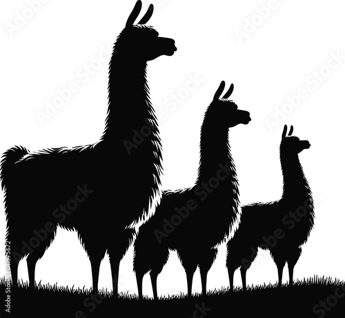 lama on white