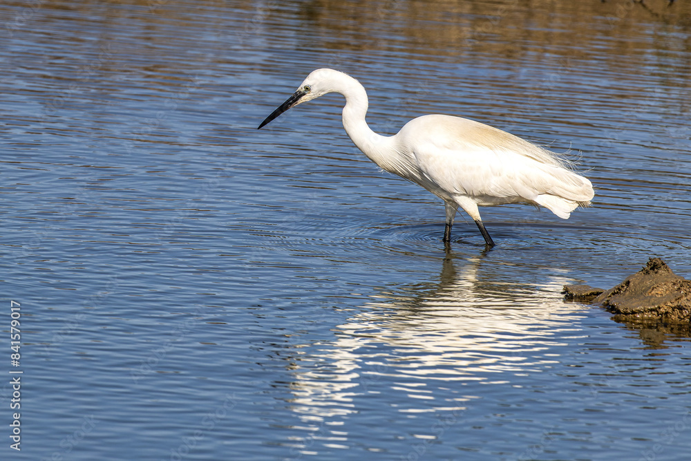 The little egret, Egretta garzetta in Ria Formosa Natural Reserve, Algarve Portugal The little egret, Egretta garzetta in Ria Formosa Natural Reserve, Algarve Portugal