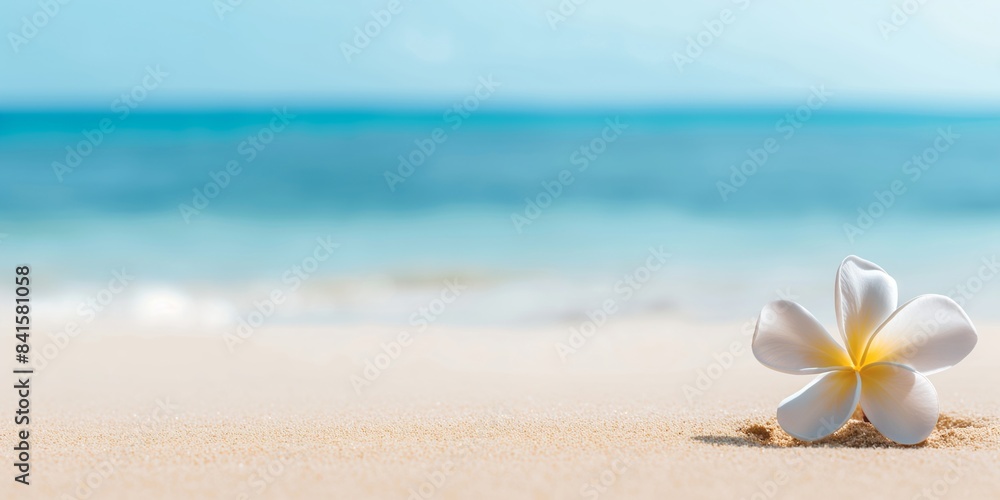 Plumeria flower on a sandy beach with ocean waves and blue sky. Summer and vacation concept. Design for poster, advertisement, banner with copy space. Plumeria flower on a sandy beach with ocean waves and blue sky. Summer and vacation concept. Design for poster, advertisement, banner with copy space.
