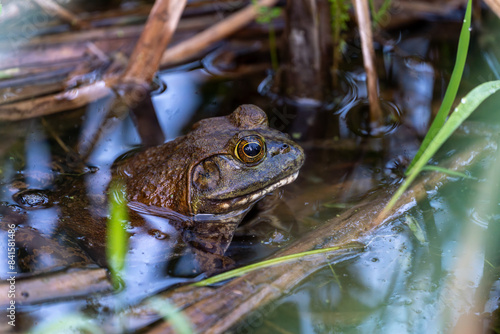 Принти на полотні American bullfrog partially submerged in water, side view
