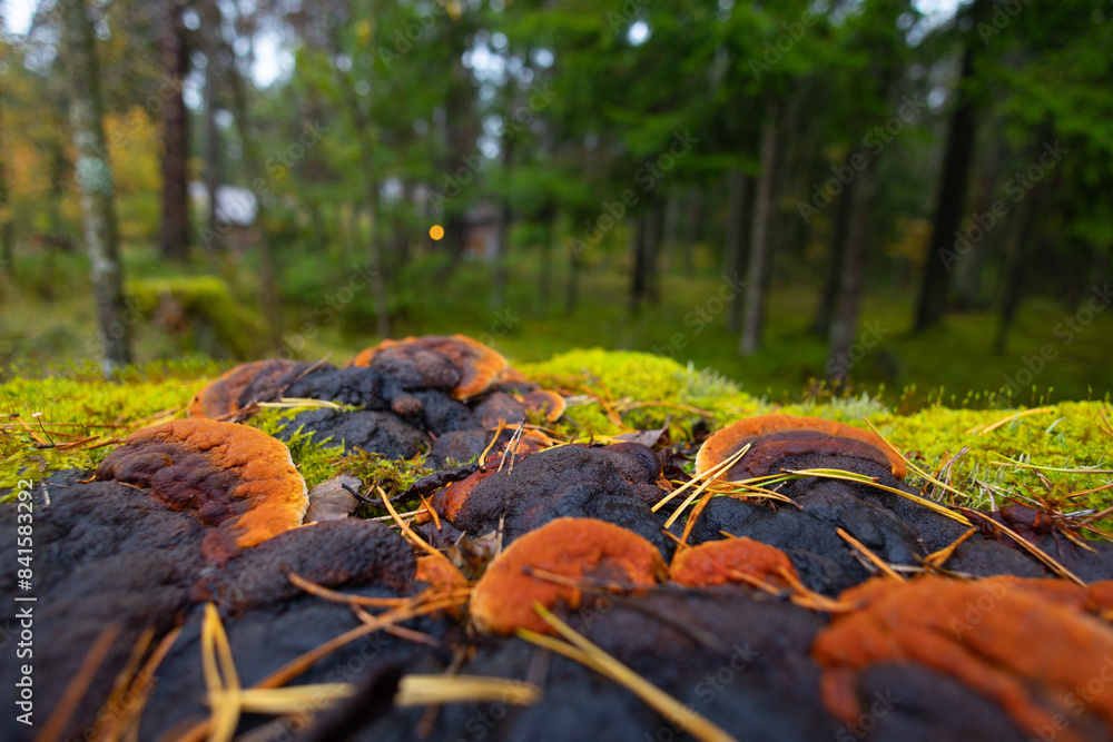 Obraz premium A beautiful polypore mushroom growing on the tree during autumn. Natural woodlands scenery in Latvia, Northern Europe.
