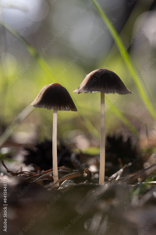 Beautiful spring mushrooms growing in the forest during may. Natural woodlands scenery of Latvia, Northern Europe. Beautiful spring mushrooms growing in the forest during may. Natural woodlands scenery of Latvia, Northern Europe.