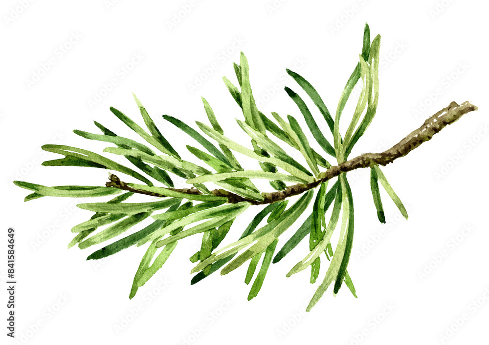 Fototapeta premium Fir branch. Hand drawn watercolor illustration, isolated on white background