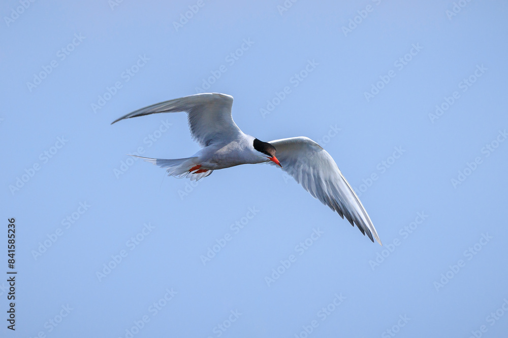 Naklejka premium Common Tern, Sterna hirundo, hunting