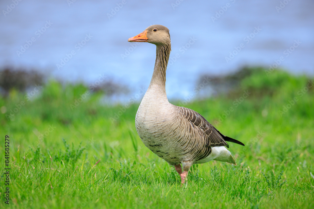 Greylag goose, Anser anser, in a meadow with chicks Greylag goose, Anser anser, in a meadow with chicks