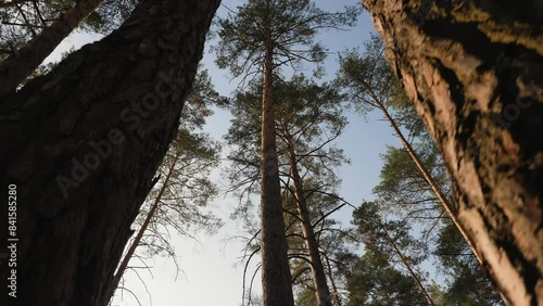 Bottom view to the tops of the pines trees in forest, walking through pine wood forest, slow-motion photo