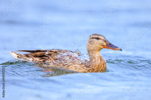 Swimming mallard dabling duck female, Anas platyrhynchos, portrait photo