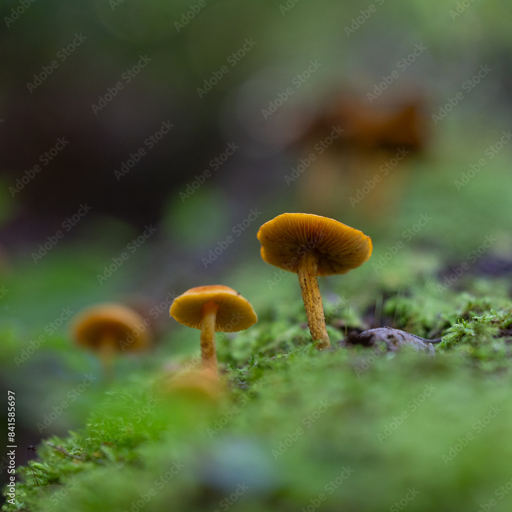 Fototapeta premium Beautiful summer mushroom growing in the forest. Natural woodlands scenery in Latvia, Northern Europe.