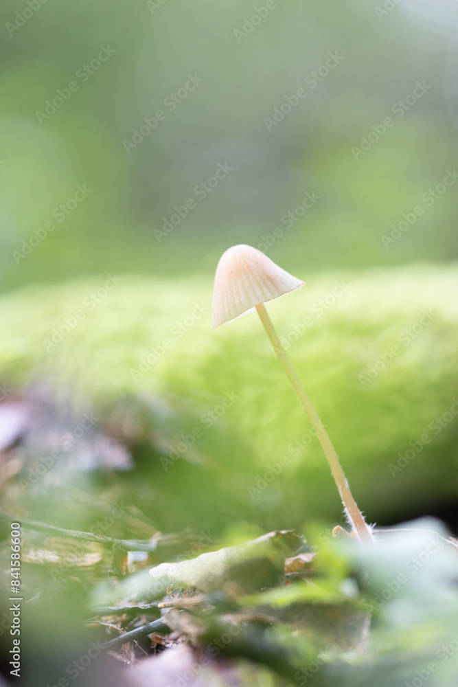 Beautiful tiny mushrooms growing in the autumn forest. Natural woodlands scenery in Latvia, Northern Europe. Beautiful tiny mushrooms growing in the autumn forest. Natural woodlands scenery in Latvia, Northern Europe.