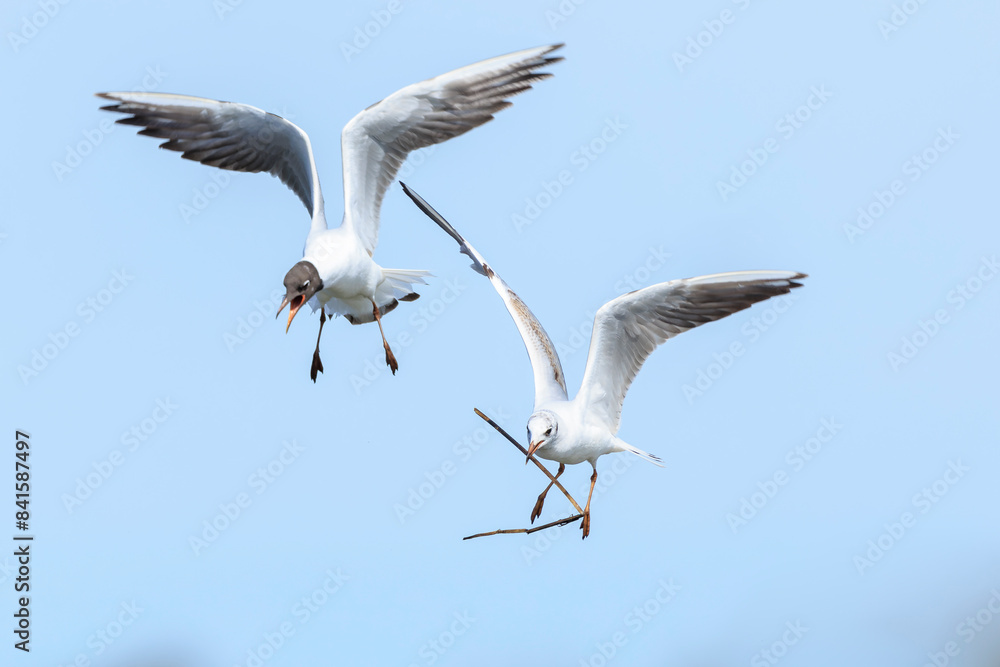 Fototapeta premium Black-headed gull, Chroicocephalus ridibundus, flying