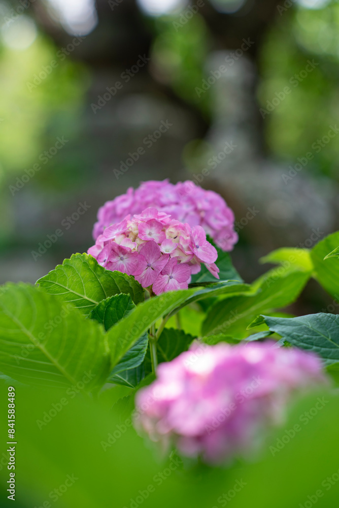 鎌倉246 本覚寺5 紫陽花 鎌倉246 本覚寺5 紫陽花