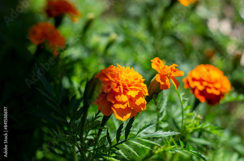 orange flower in the garden