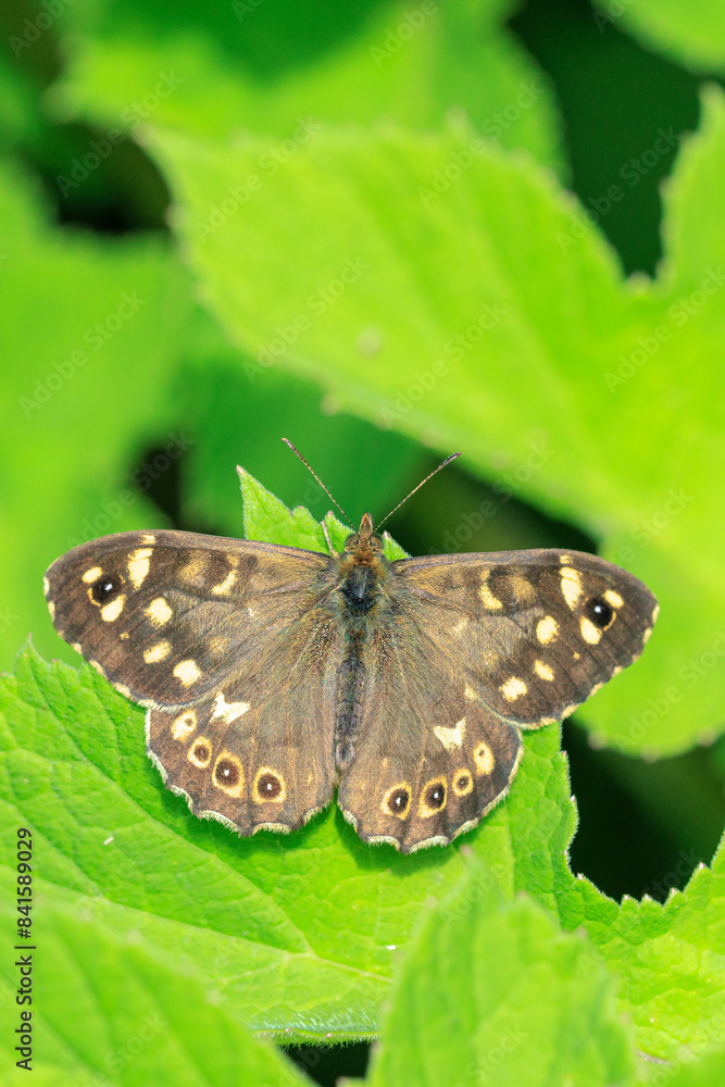 Speckled wood butterfly Pararge aegeria side view Speckled wood butterfly Pararge aegeria side view