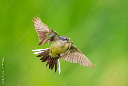 Foto Western yellow wagtail female bird Motacilla flava hunting for prey