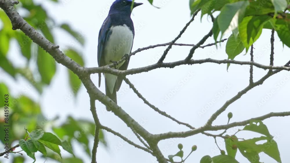 blue and white flycatcher in a forest blue and white flycatcher in a forest