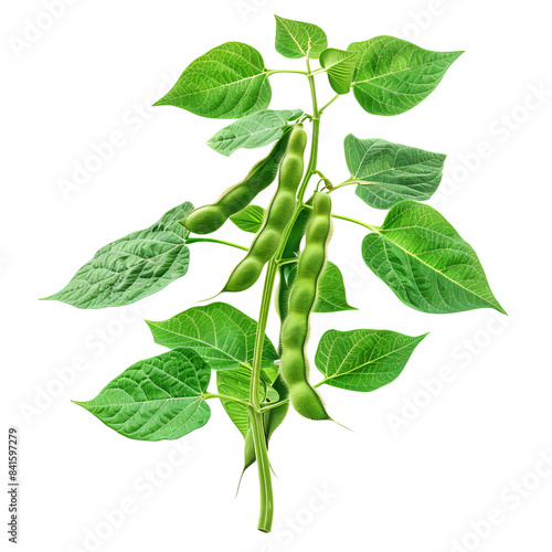 Close-up of a fresh green bean plant with vibrant green leaves and pods in various stages of growth against a white background.