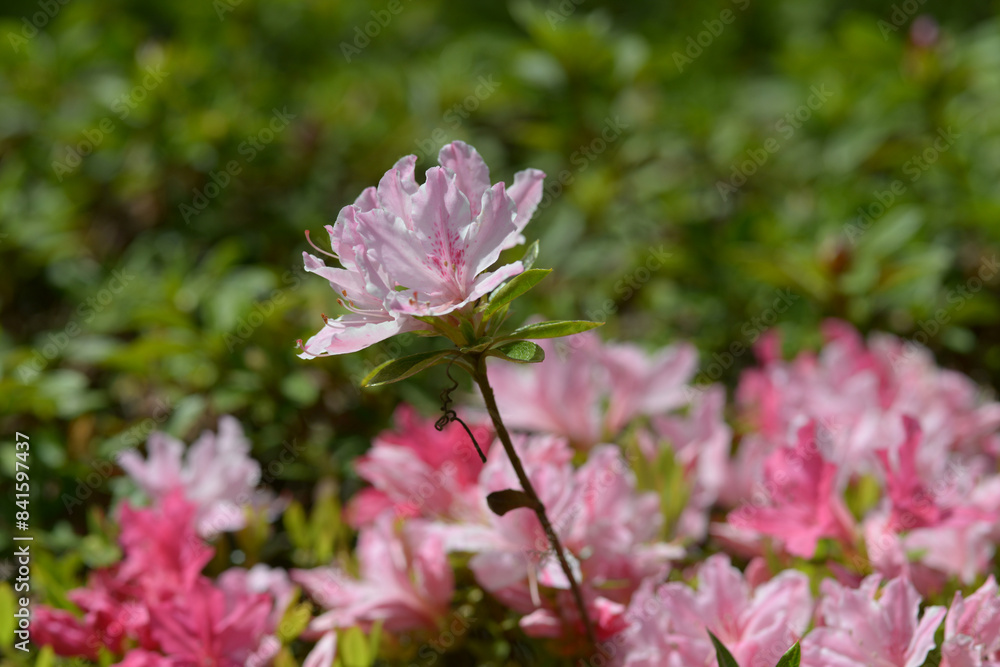 ピンクのツツジの花 ピンクのツツジの花