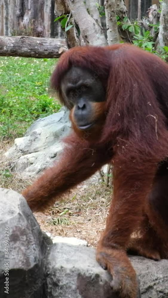 Orangutans Orang Utan in Vietnam Phu Quoc Island Safari Orangutans Orang Utan in Vietnam Phu Quoc Island Safari