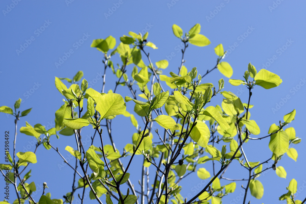 Obraz premium 若葉 新緑