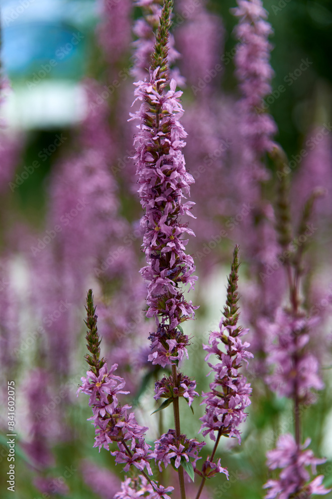 Obraz premium Vibrant Purple Loosestrife Wildflowers in Natural Setting