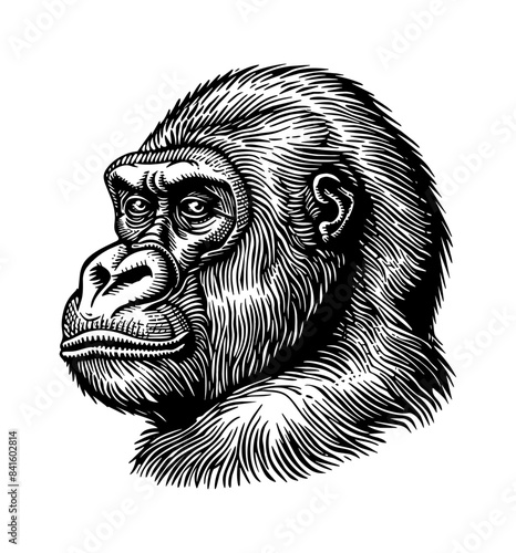 gorilla, head portrait engraving black and white outline