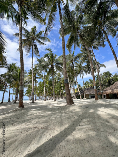 Amazing paradise view to the White beach with palms in Bohol Panglao island, Philippines photo