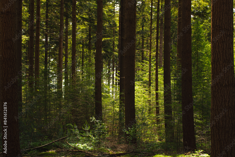 Obraz premium Spring landscape, Pine trees trunk in the forest with warm sunlight, A pine is any conifer in the genus Pinus of the family Pinaceae. Pinus is the sole genus in the subfamily Pinoideae, Netherlands.