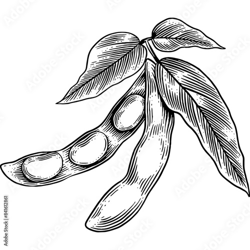 Hand drawn Soybean Plant Sketch Illustration