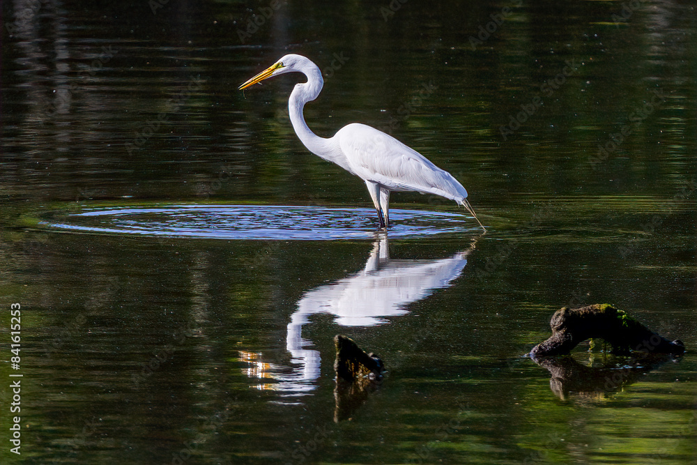 Naklejka premium great blue heron