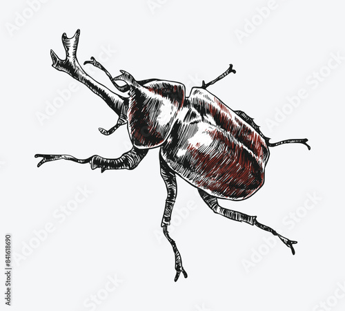 engrave japanaese rhinoceros beetle. Isolated on white background. Vector illustration.