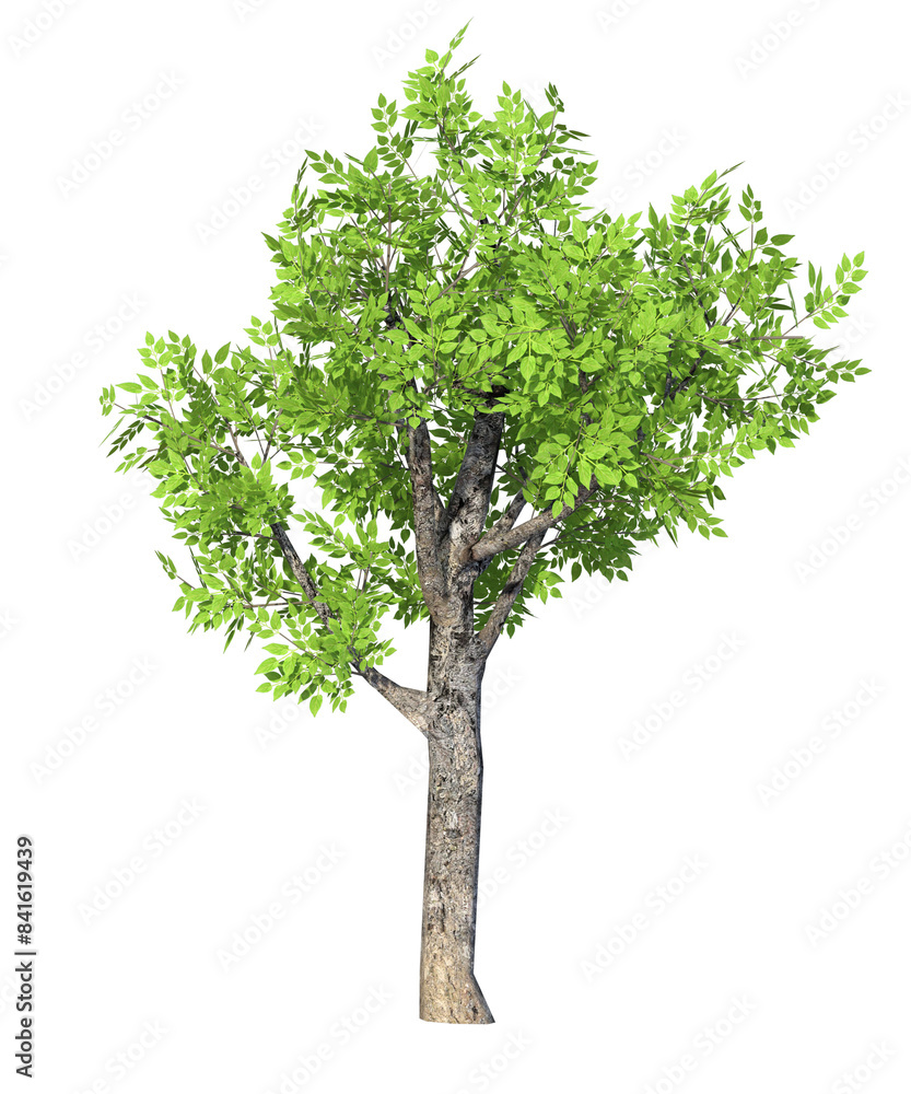 Albero con e senza foglie bianche, arancioni, verdi, gialle, rosse fondo trasparente e isolato inverno con e senza neve o foglie
Albero con e senza foglie bianche, arancioni, verdi, gialle, rosse fondo trasparente e isolato inverno con e senza neve o foglie