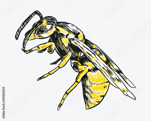 Hand drawn wasp sketch, engraving. Different pose, action. Isolated background. Vector illustration.