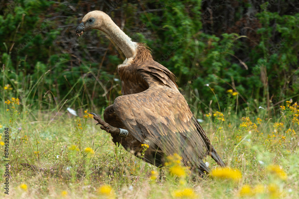 Fototapeta premium Vautour fauve,.Gyps fulvus, Griffon Vulture, Parc naturel régional des grands causses 48, Lozere, France