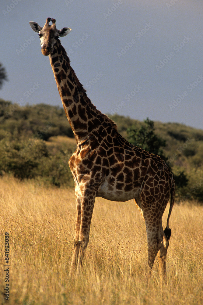 Girafe, Giraffa camelopardalis tippelskirchi , Kenya Girafe, Giraffa camelopardalis tippelskirchi , Kenya