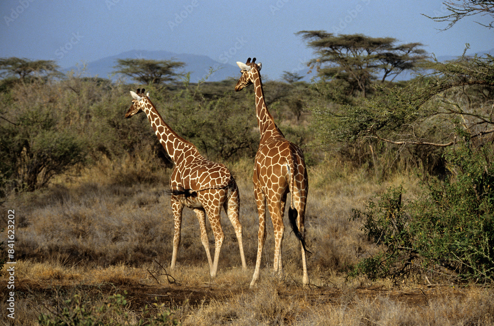 Obraz premium Girafe réticulée, Giraffa camelopardalis reticulata, Parc national de Samburu , Kenya