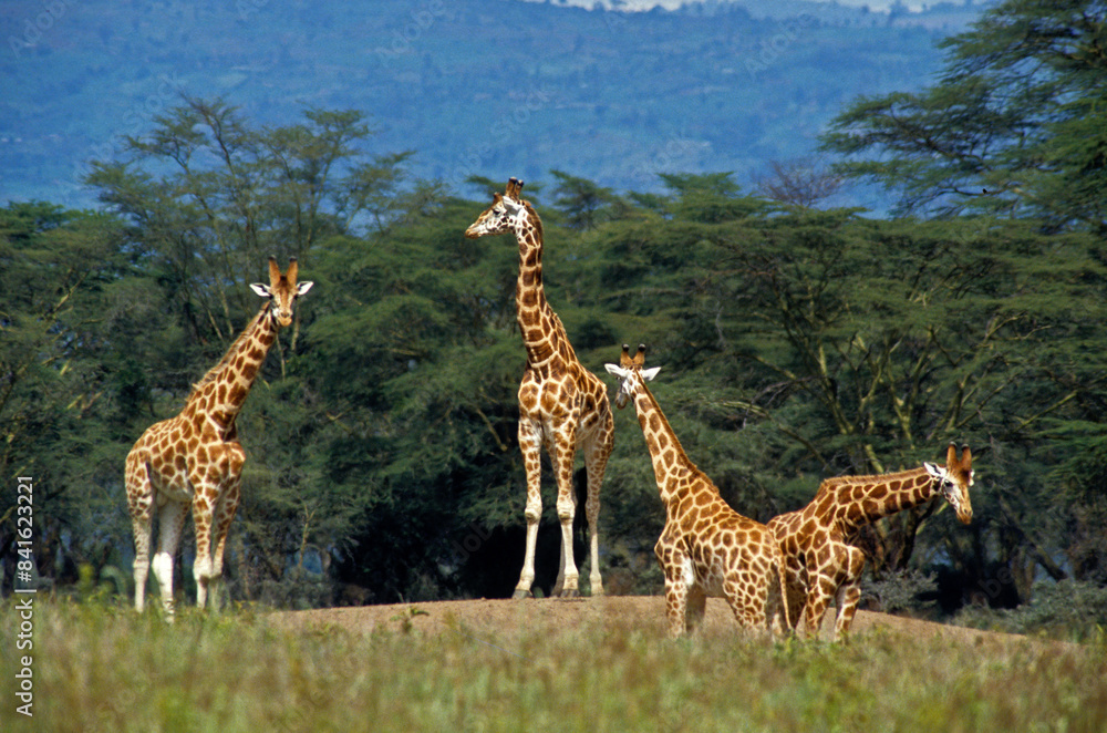 Fototapeta premium Girafe de Rothschild, Giraffa camelopardalis rotschildi, Parc national de Nakuru , Kenya