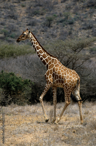 Girafe r  ticul  e  Giraffa camelopardalis reticulata  Parc national de Samburu   Kenya