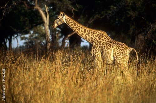 Girafe de Rothschild, Giraffa camelopardalis rotschildi, Parc national de Nakuru , Kenya photo
