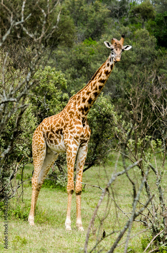 Girafe de Rothschild  Giraffa camelopardalis rotschildi  Parc national de Nakuru   Kenya
