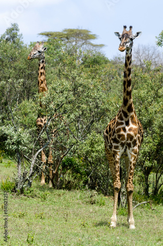 Girafe de Rothschild, Giraffa camelopardalis rotschildi, Parc national de Nakuru , Kenya photo